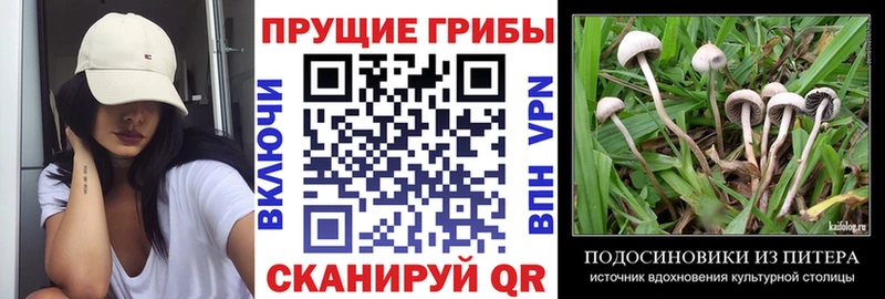 наркошоп  Павлово  Псилоцибиновые грибы MAGIC MUSHROOMS 